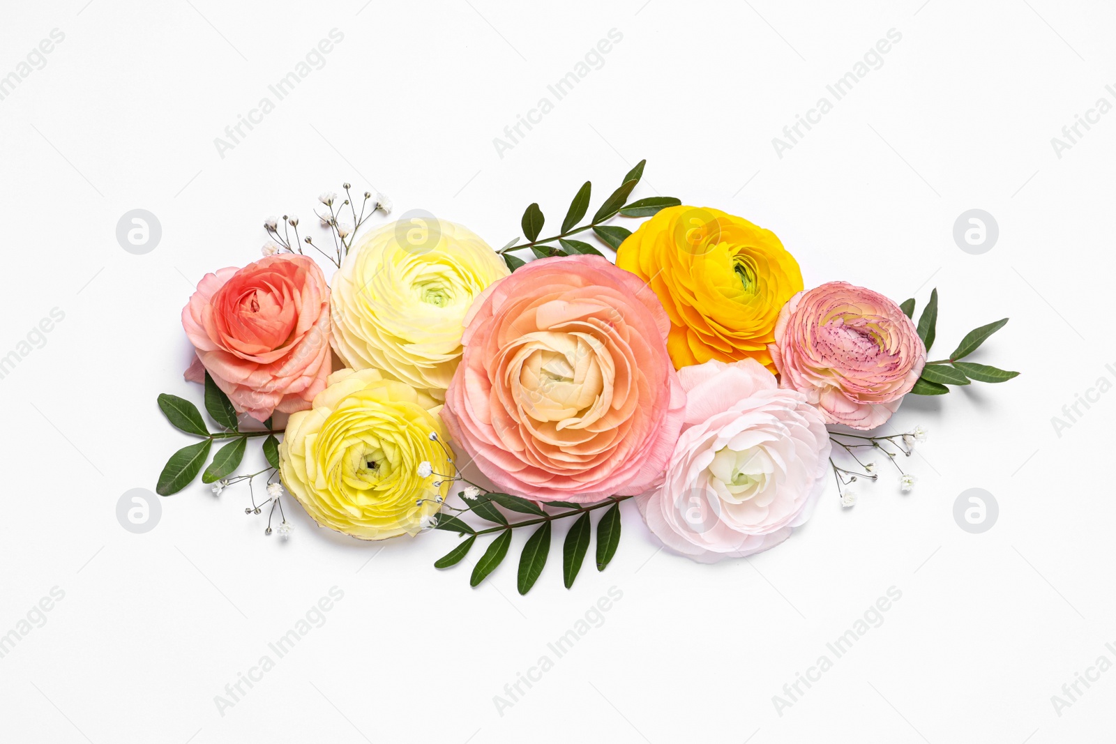 Photo of Beautiful ranunculus flowers on white background, top view