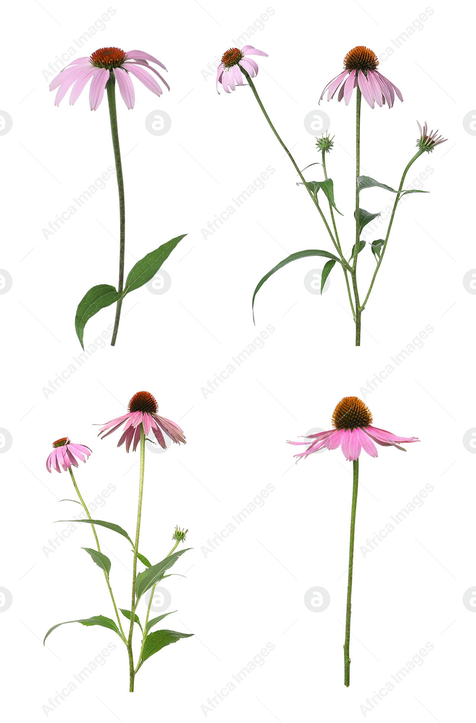 Image of Set with beautiful echinacea flowers on white background