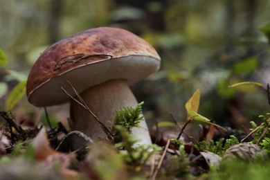 Photo of Beautiful mushroom growing in ground outdoors, closeup