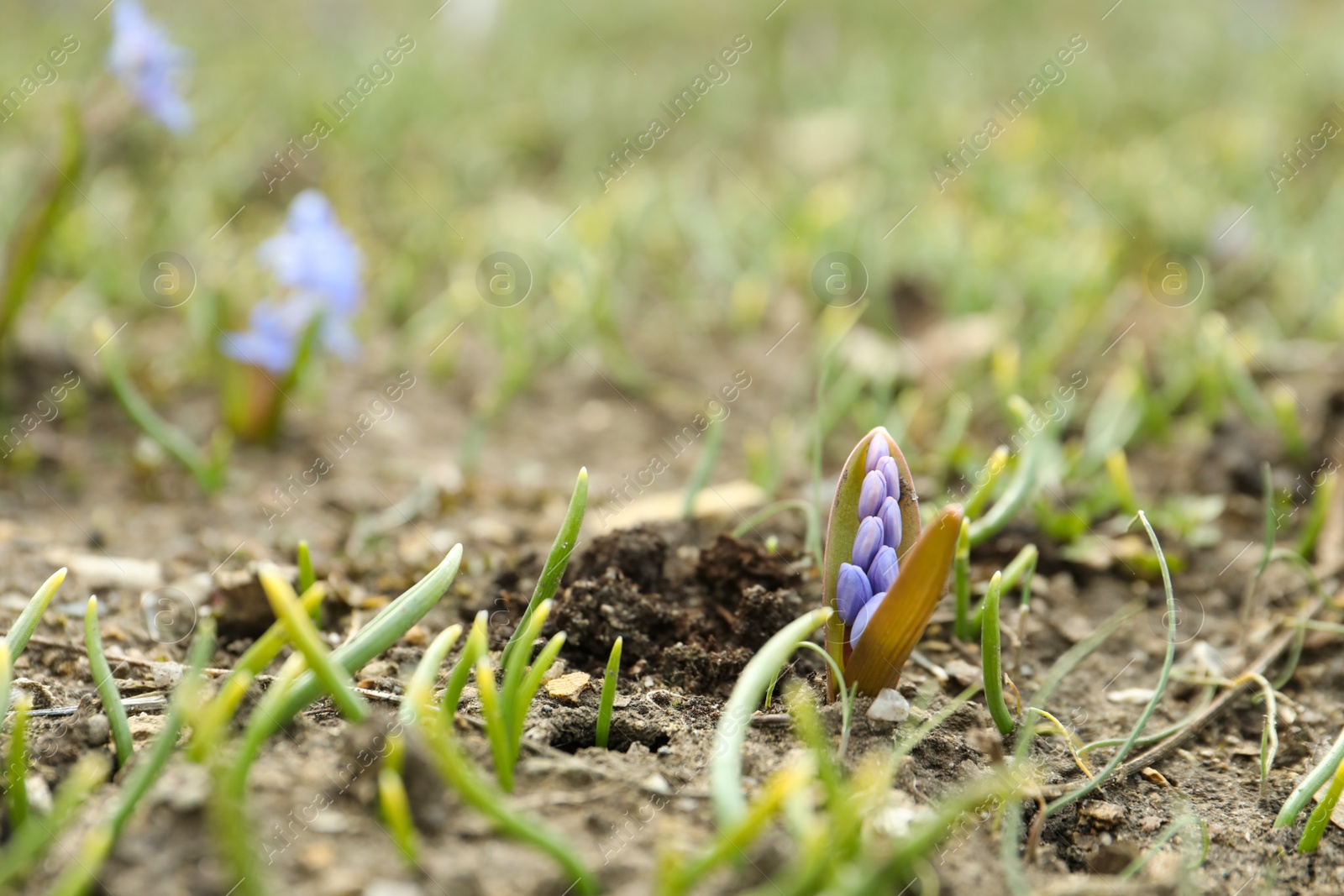 Photo of Beautiful lilac alpine squill flowers in garden