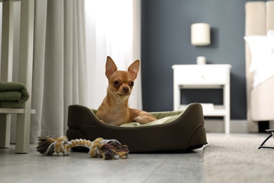 Photo of Cute Chihuahua dog on sleeping place in room. Pet friendly hotel