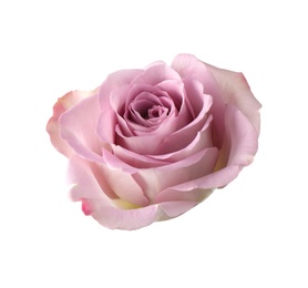 Photo of Beautiful blooming rose flower on white background