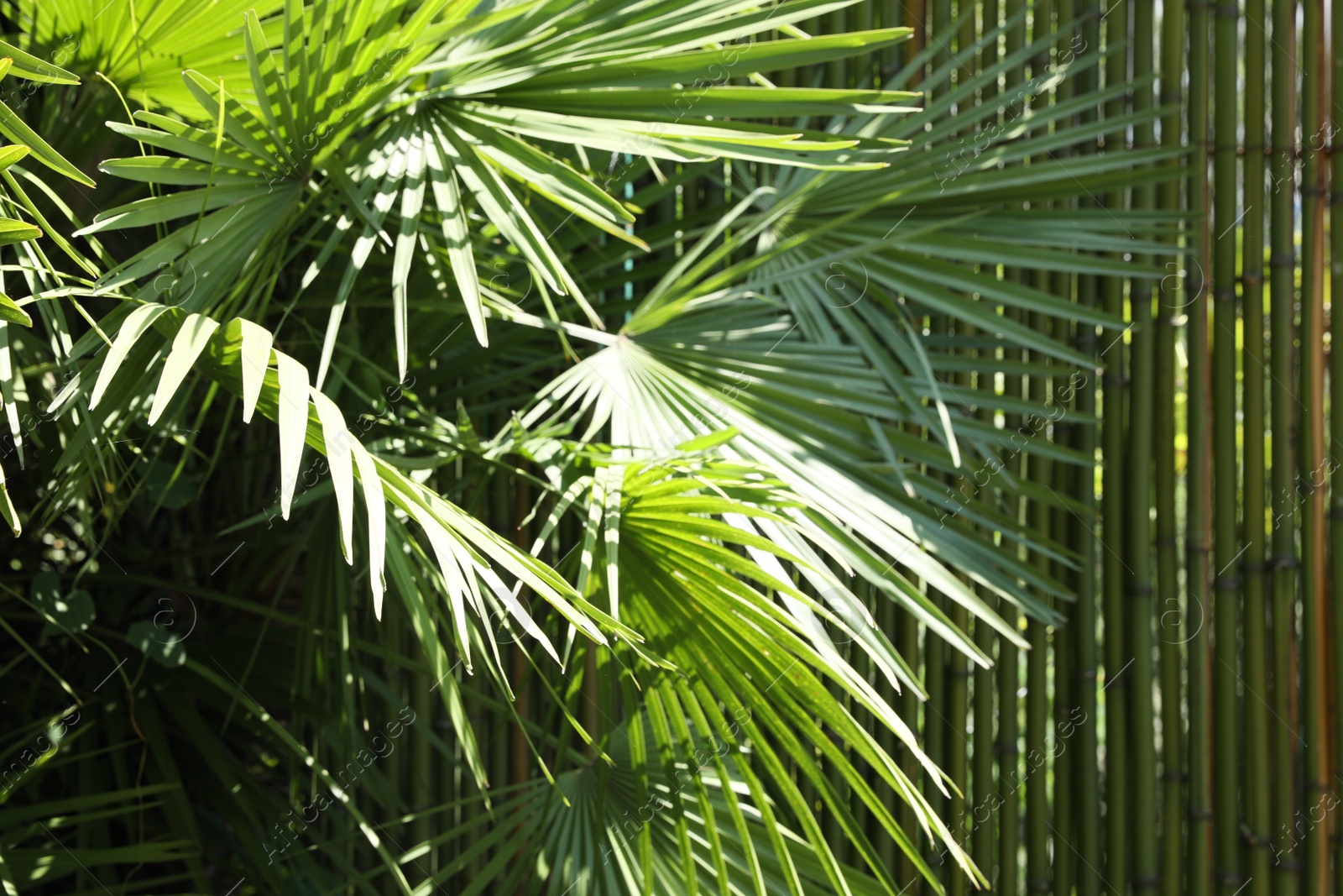 Photo of Beautiful tropical plant with green leaves near bamboo fence outdoors