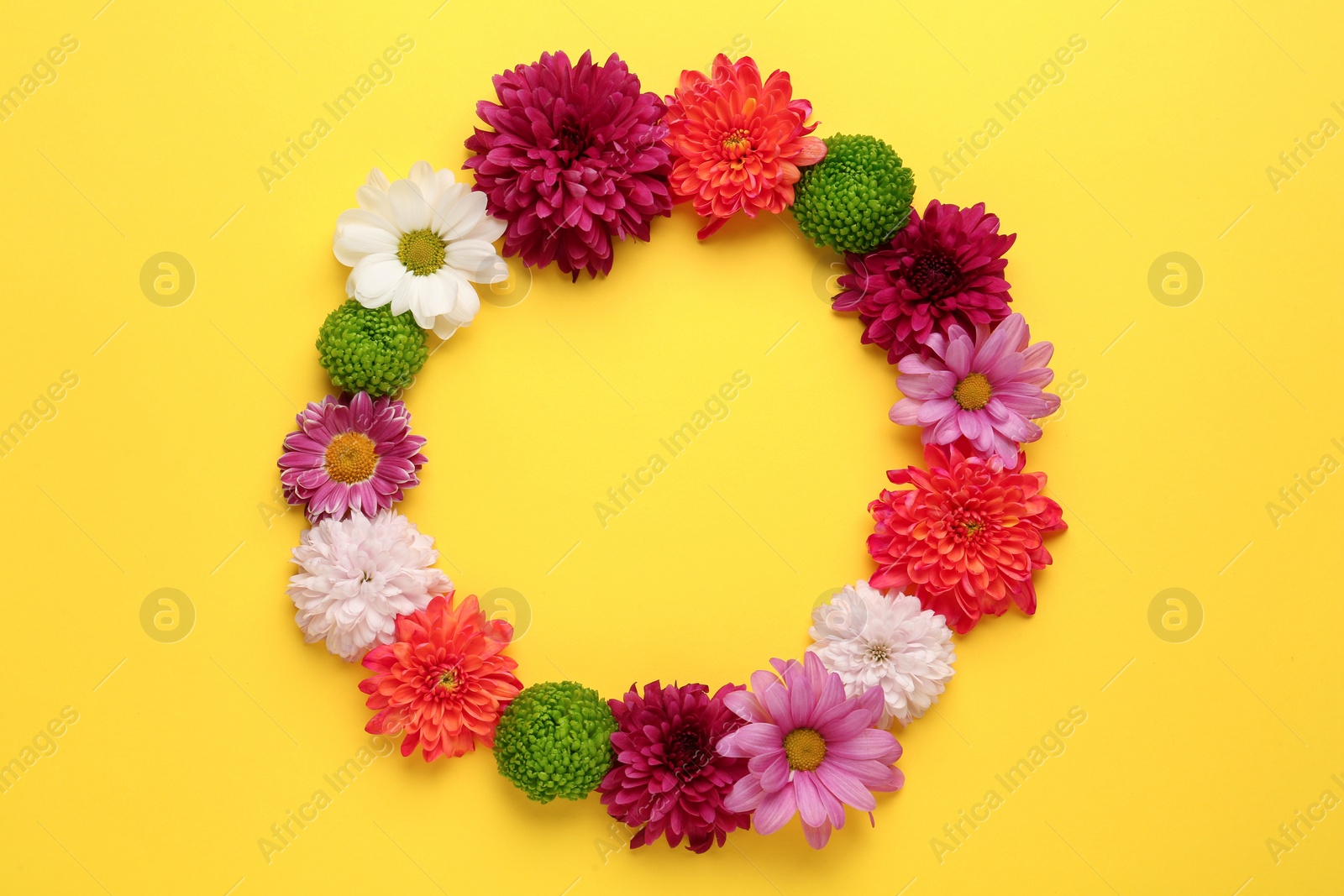Photo of Frame made with beautiful chrysanthemum flowers  on yellow background, flat lay. Space for text