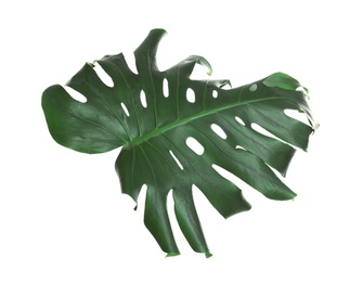 Photo of Green fresh monstera leaf isolated on white. Tropical plant