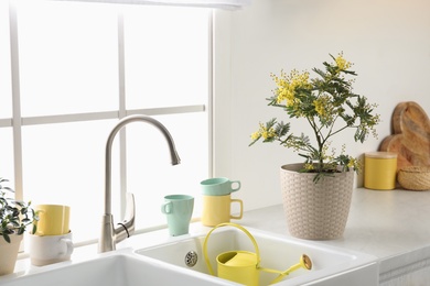 Beautiful potted mimosa plant on countertop in kitchen, space for text