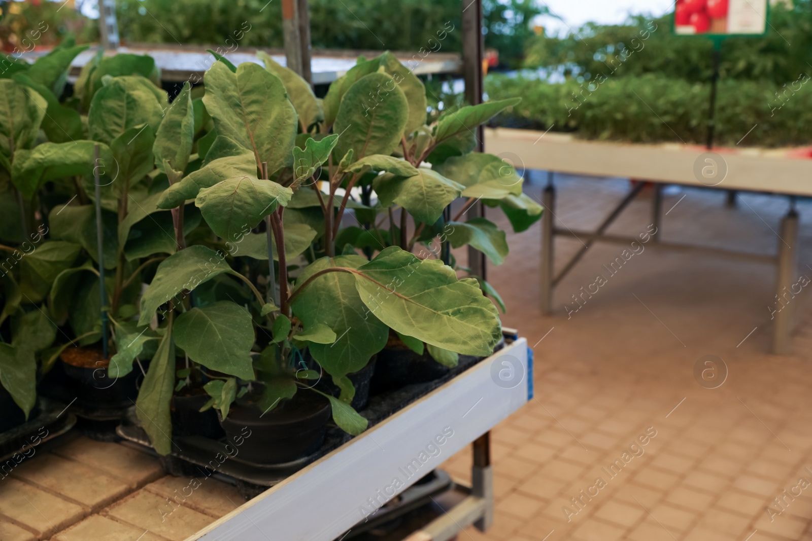 Photo of Pots with green eggplant seedlings on table in garden center, space for text