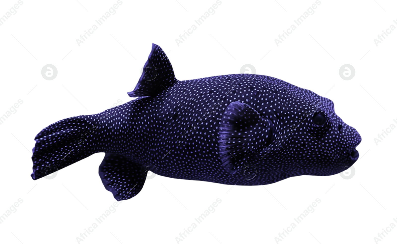 Image of Beautiful bright tropical pufferfish on white background