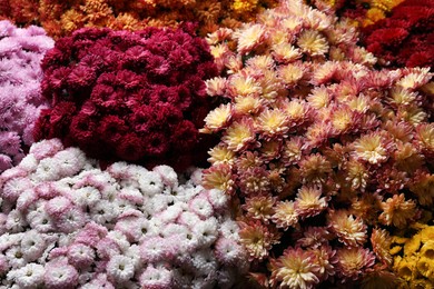 Photo of Beautiful different color Chrysanthemum flowers as background