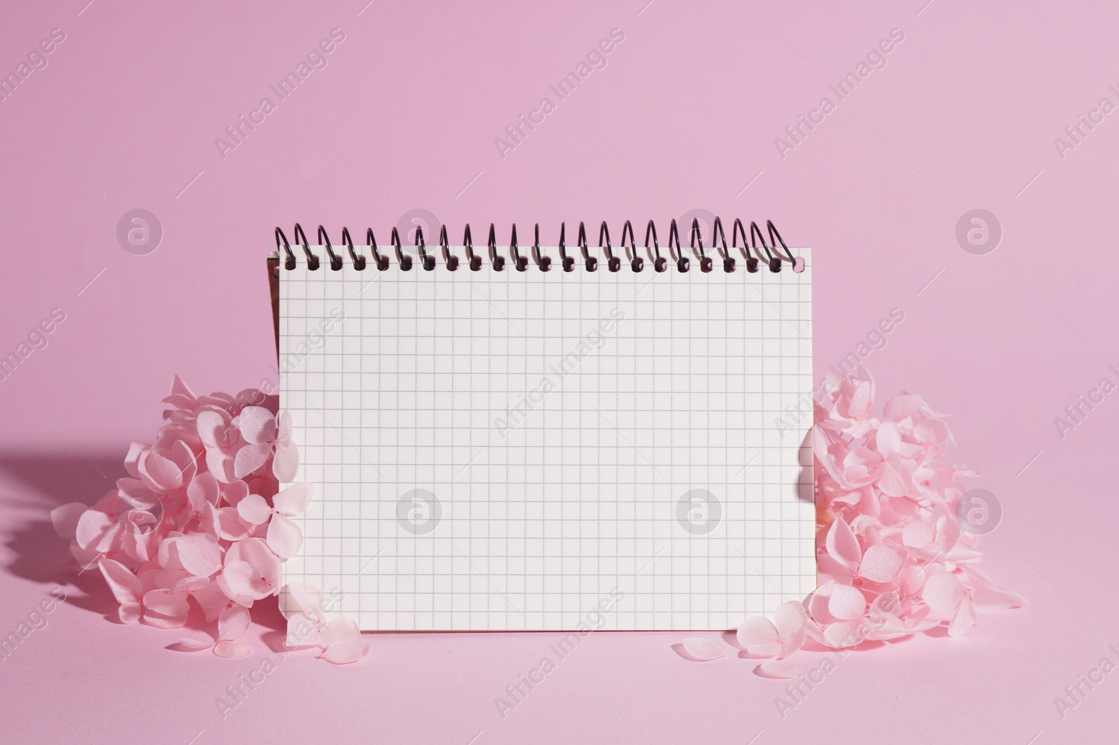 Photo of Beautiful hortensia flowers and notebook on pink background. Space for text
