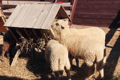Cute funny sheep eating hay on farm. Animal husbandry