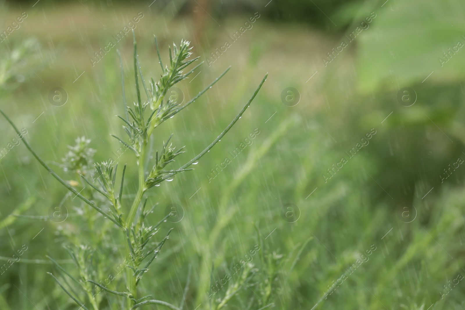 Photo of Green plant with water drops outdoors, closeup. Rainy weather