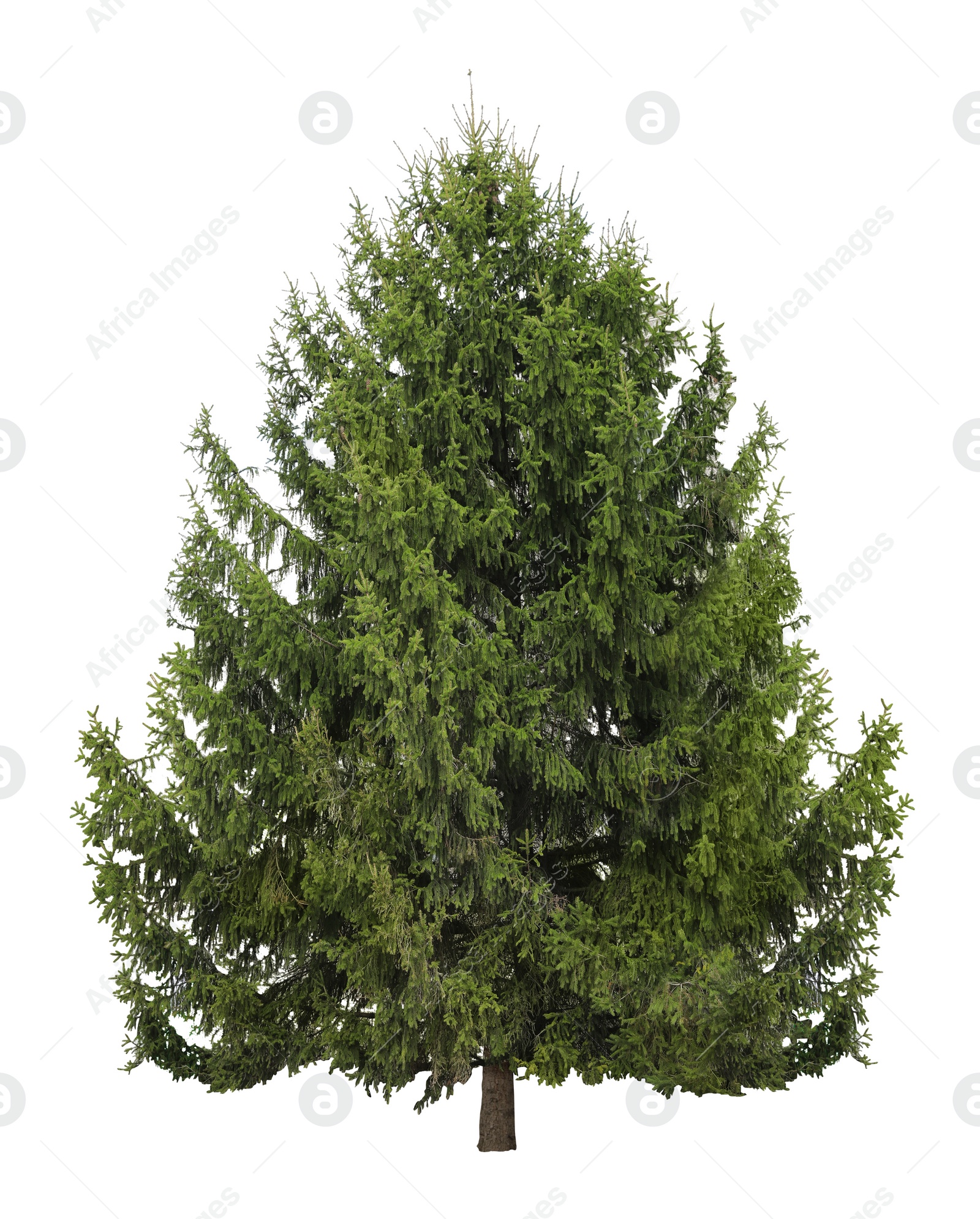 Image of Beautiful evergreen fir tree on white background