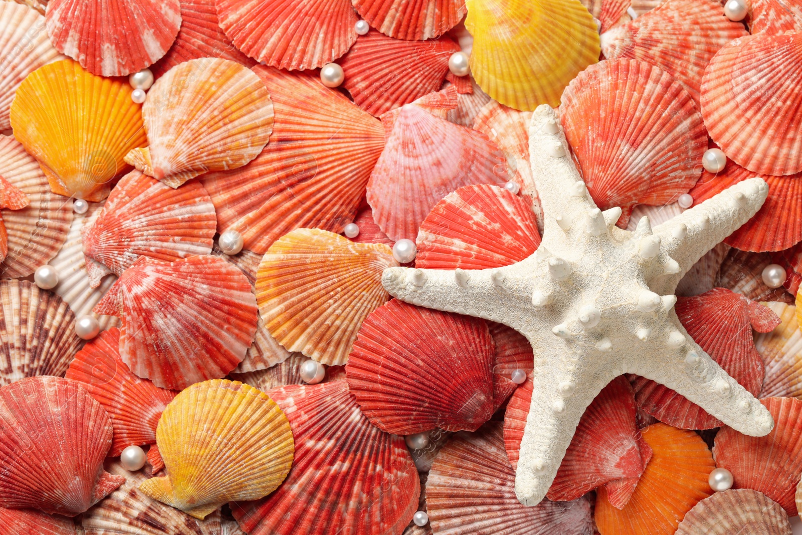 Photo of Beautiful sea shells, starfish and pearls as background, top view