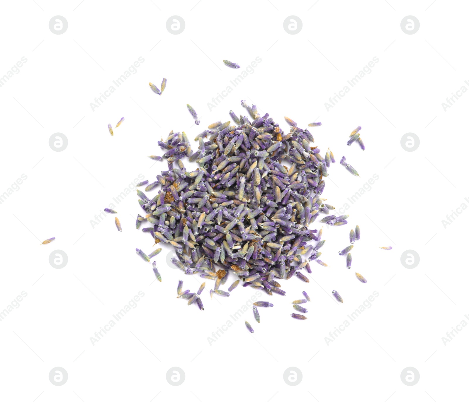 Photo of Beautiful purple lavender flowers on white background, top view