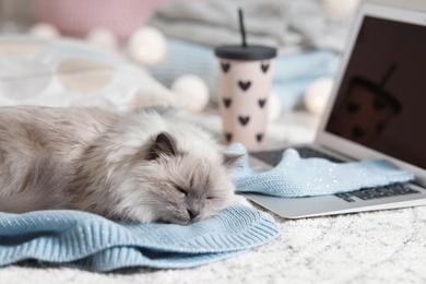 Photo of Cute cat lying on knitted sweater at home. Warm and cozy winter