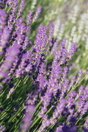 Photo of Beautiful blooming lavender plants in field on sunny day, closeup