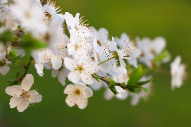 Photo of Cherry tree with white blossoms on green background, closeup. Spring season