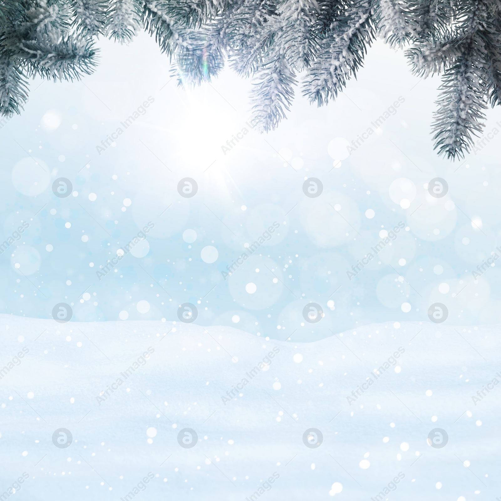 Image of Winter card design. Beautiful fluffy snow and fir tree outdoors