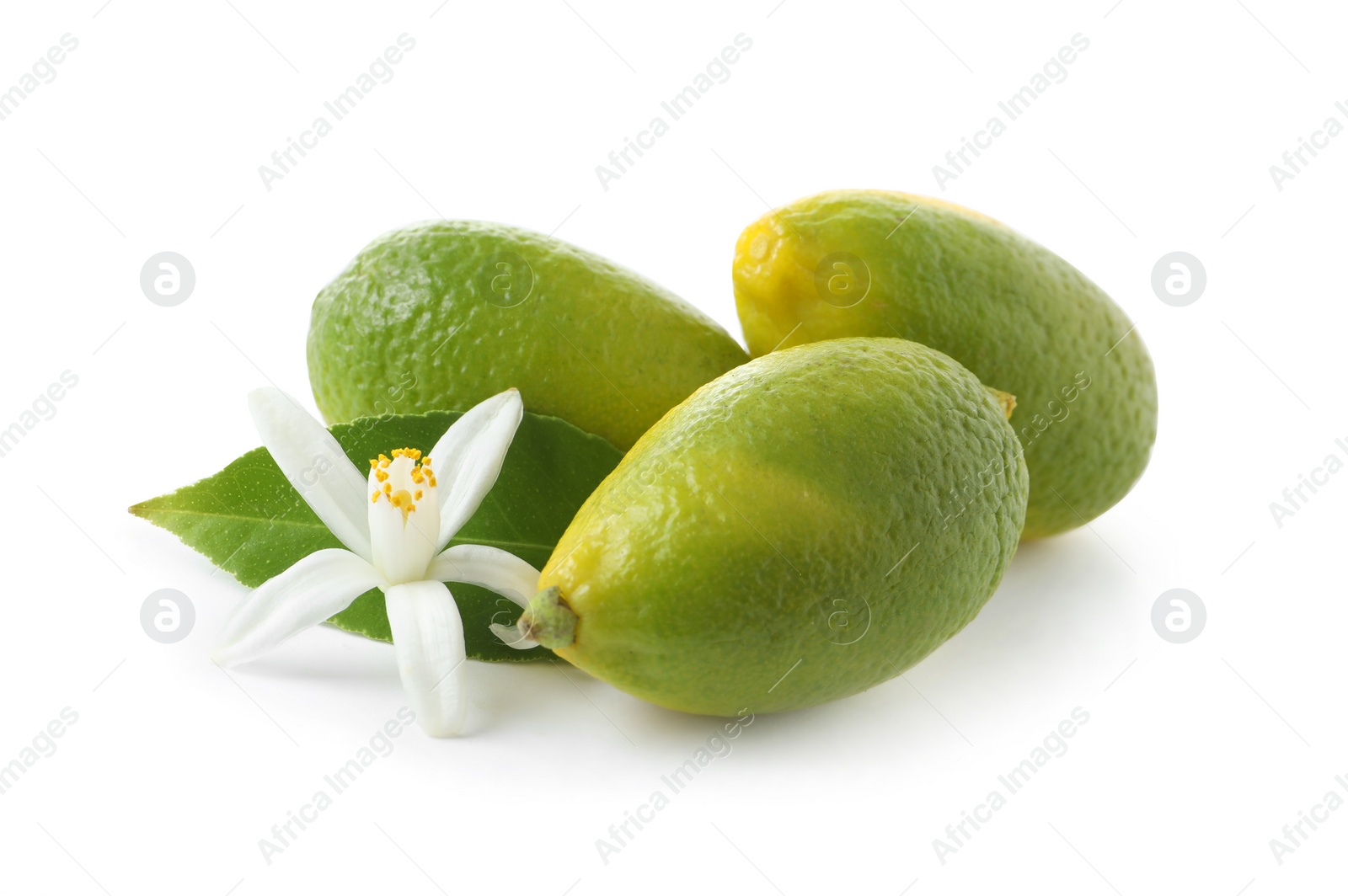 Photo of Ripe limequats and flower on white background. Citrus fruits