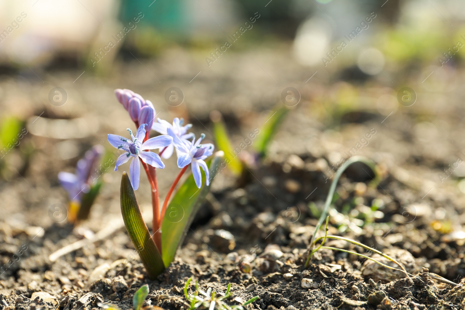 Photo of Beautiful lilac alpine squill flowers in garden