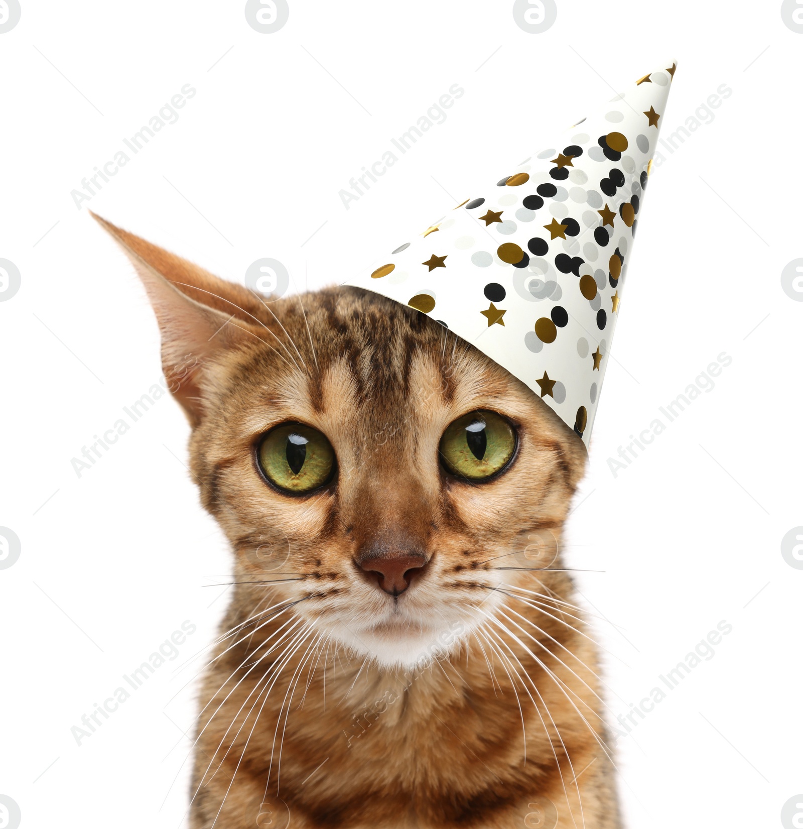 Image of Cute cat with party hat on white background