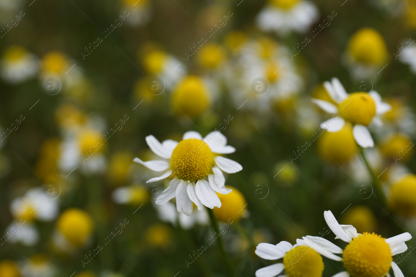 Photo of Many beautiful chamomile flowers growing in field, closeup