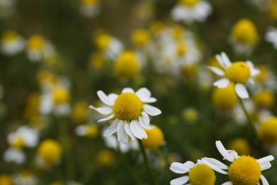 Photo of Many beautiful chamomile flowers growing in field, closeup