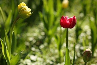 Photo of Beautiful bright tulips growing outdoors on sunny day, closeup. Space for text