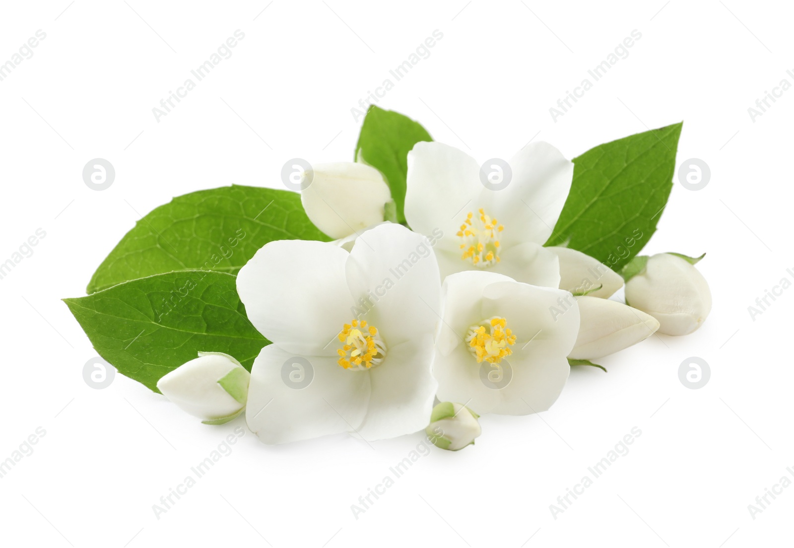 Photo of Beautiful flowers of jasmine plant with leaves on white background