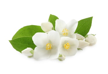 Photo of Beautiful flowers of jasmine plant with leaves on white background