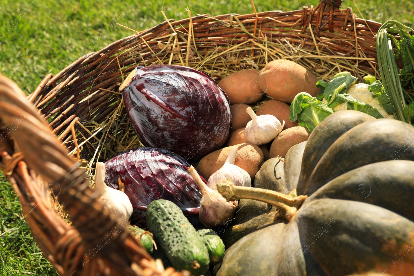 Photo of Different fresh ripe vegetables in wicker basket on grass, closeup