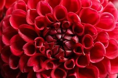 Photo of Beautiful red dahlia flower as background, closeup