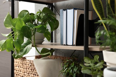 Photo of Shelving unit with beautiful house plants indoors. Home design idea