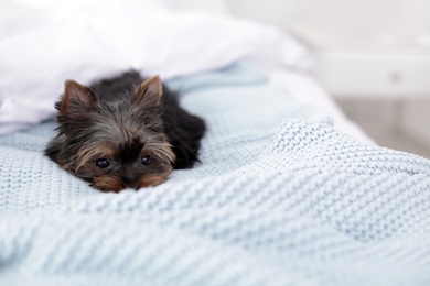 Photo of Cute Yorkshire terrier puppy on bed, space for text. Happy dog