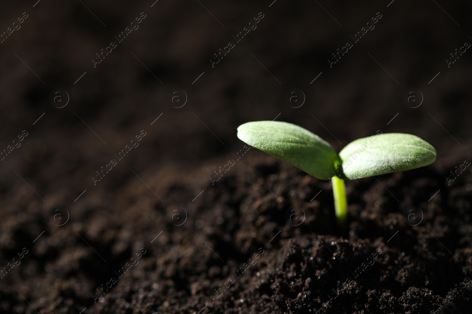 Photo of Young seedling growing in soil, closeup. Space for text