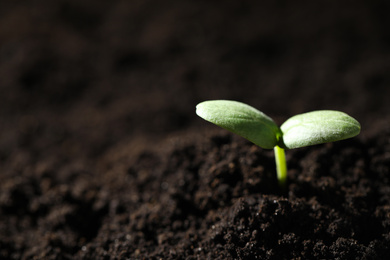 Young seedling growing in soil, closeup. Space for text