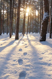 Photo of Footprints in snowy winter forest at sunrise