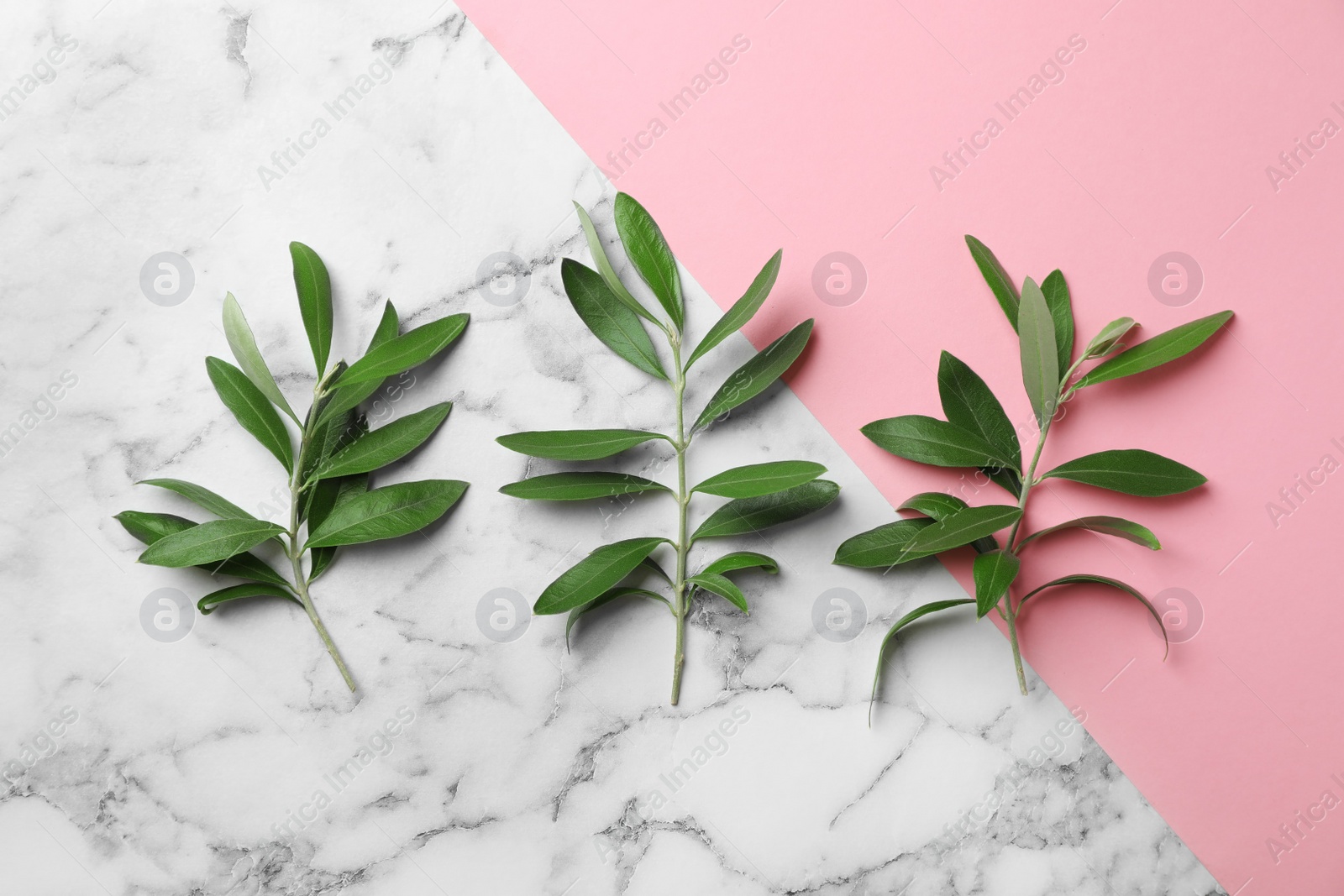 Photo of Twigs with fresh green olive leaves on color background, flat lay