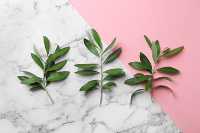 Twigs with fresh green olive leaves on color background, flat lay