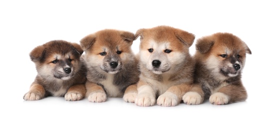 Photo of Adorable Akita Inu puppies on white background