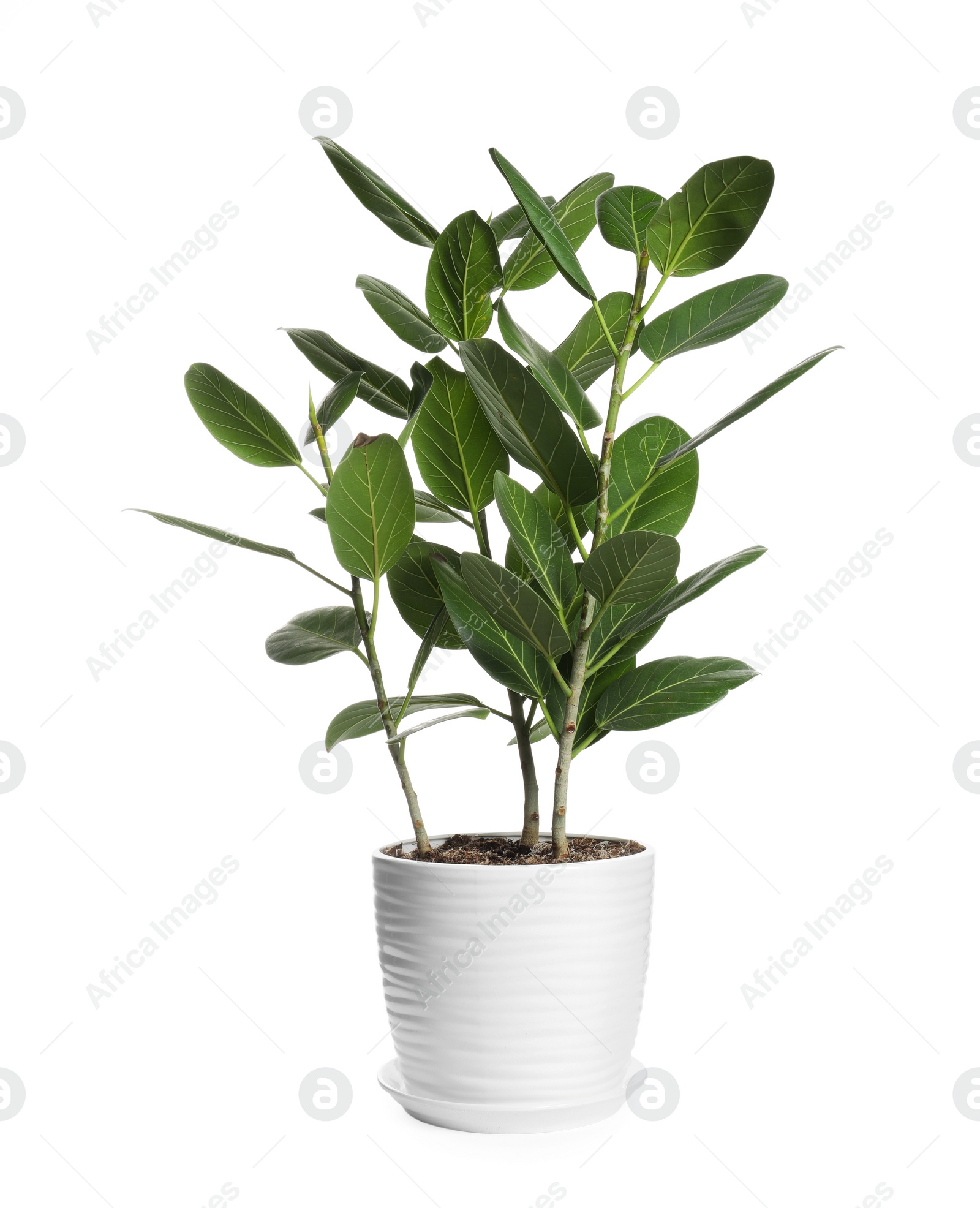 Photo of Beautiful ficus plant in pot on white background. House decor