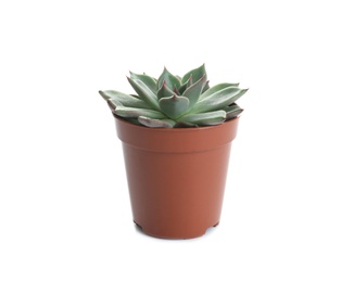 Photo of Succulent plant in flowerpot isolated on white. Home decor