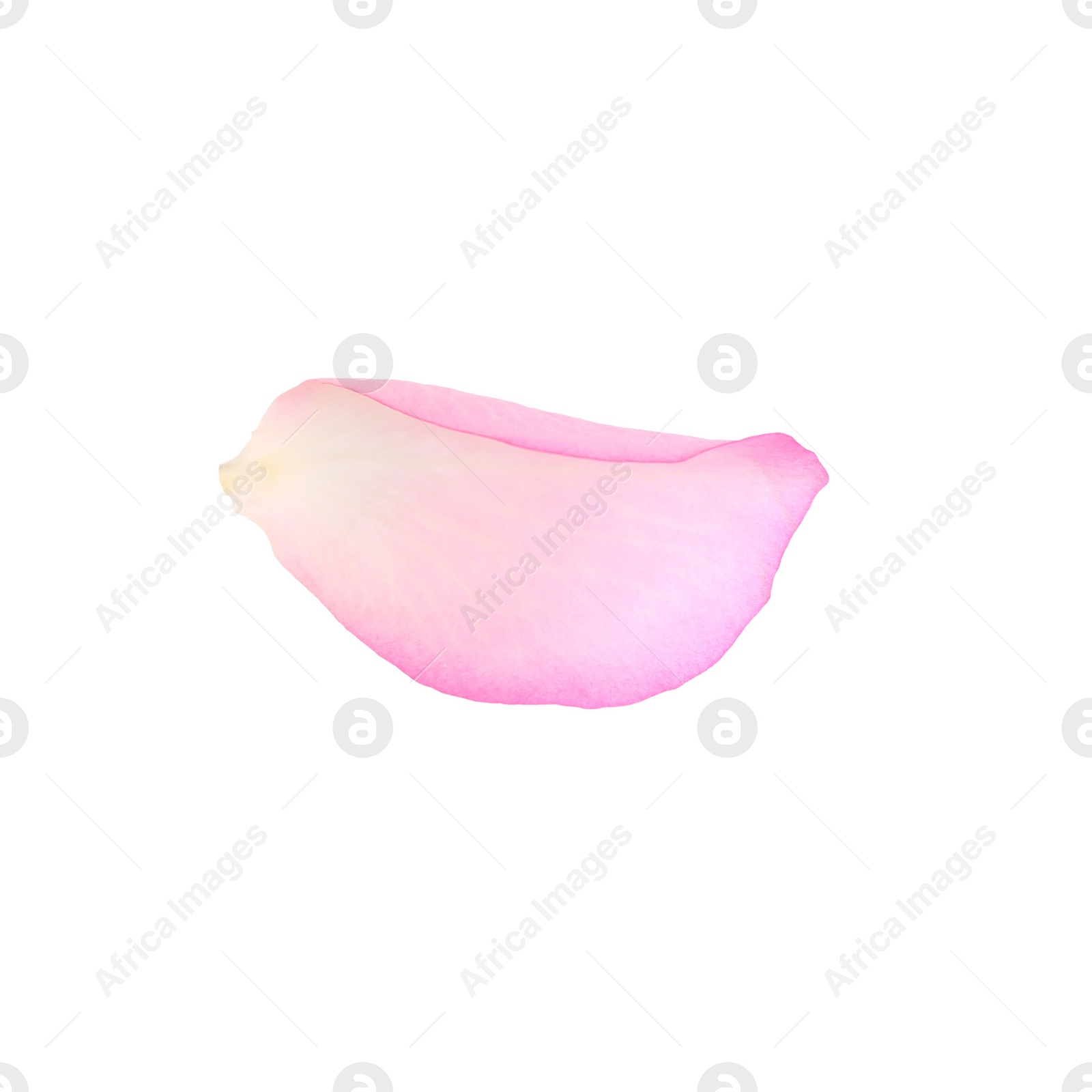 Photo of Tender pink rose petal isolated on white