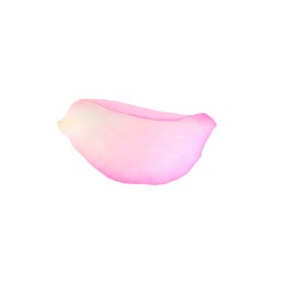 Photo of Tender pink rose petal isolated on white