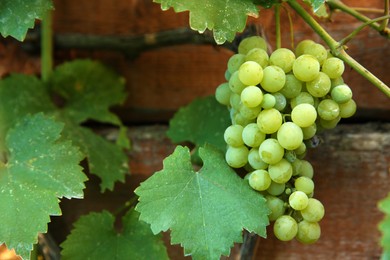 Bunch of ripening grapes on branch in vineyard