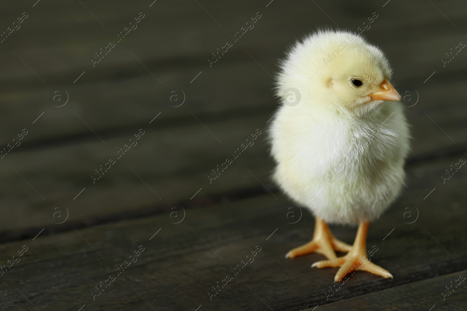 Photo of Cute chick on wooden surface, closeup with space for text. Baby animal