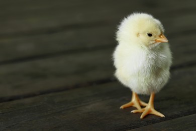 Cute chick on wooden surface, closeup with space for text. Baby animal