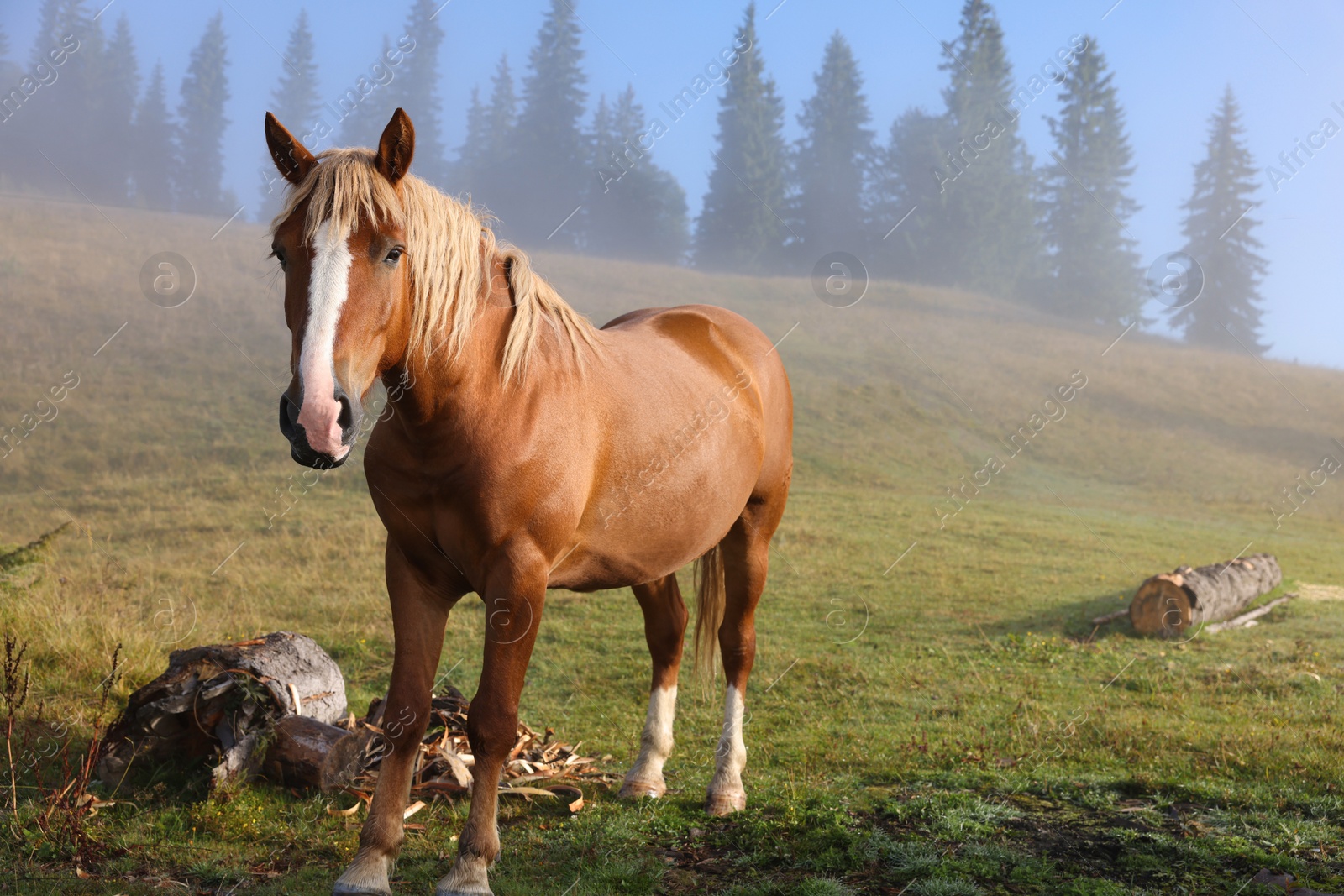 Photo of Horse grazing on pasture in misty morning. Lovely domesticated pet