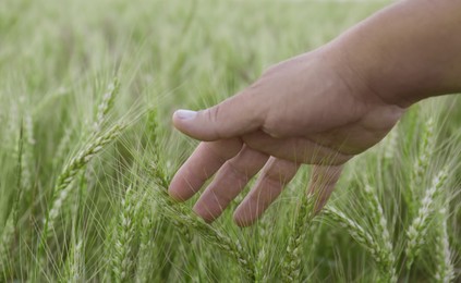 Photo of Man in field with ripening wheat, closeup